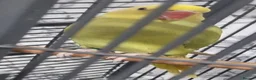 Parrots birds for sale: Beautiful baby ringneck talking parrot  - Advert 3