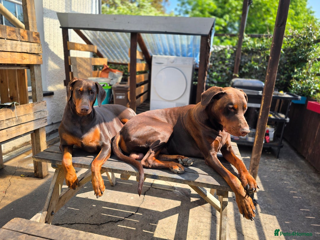 Dobermann dogs for sale: *HEALTH TESTED,HOME REARED,STUNNING DOBERMAN PUPS - Image 31