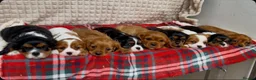 Cavalier King Charles Spaniel dogs for sale: STUNNING CAVALIER KING CHARLES PUPPIES  - Advert 7