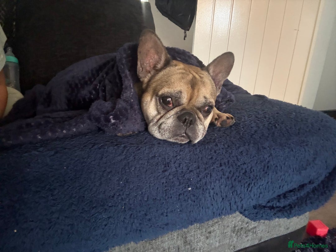 French Bulldog dogs for sale: French bull dog  - Advert 3