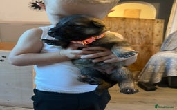 German Shepherd dogs for sale: 4 beautiful German shepherd fur babies  - Image 3
