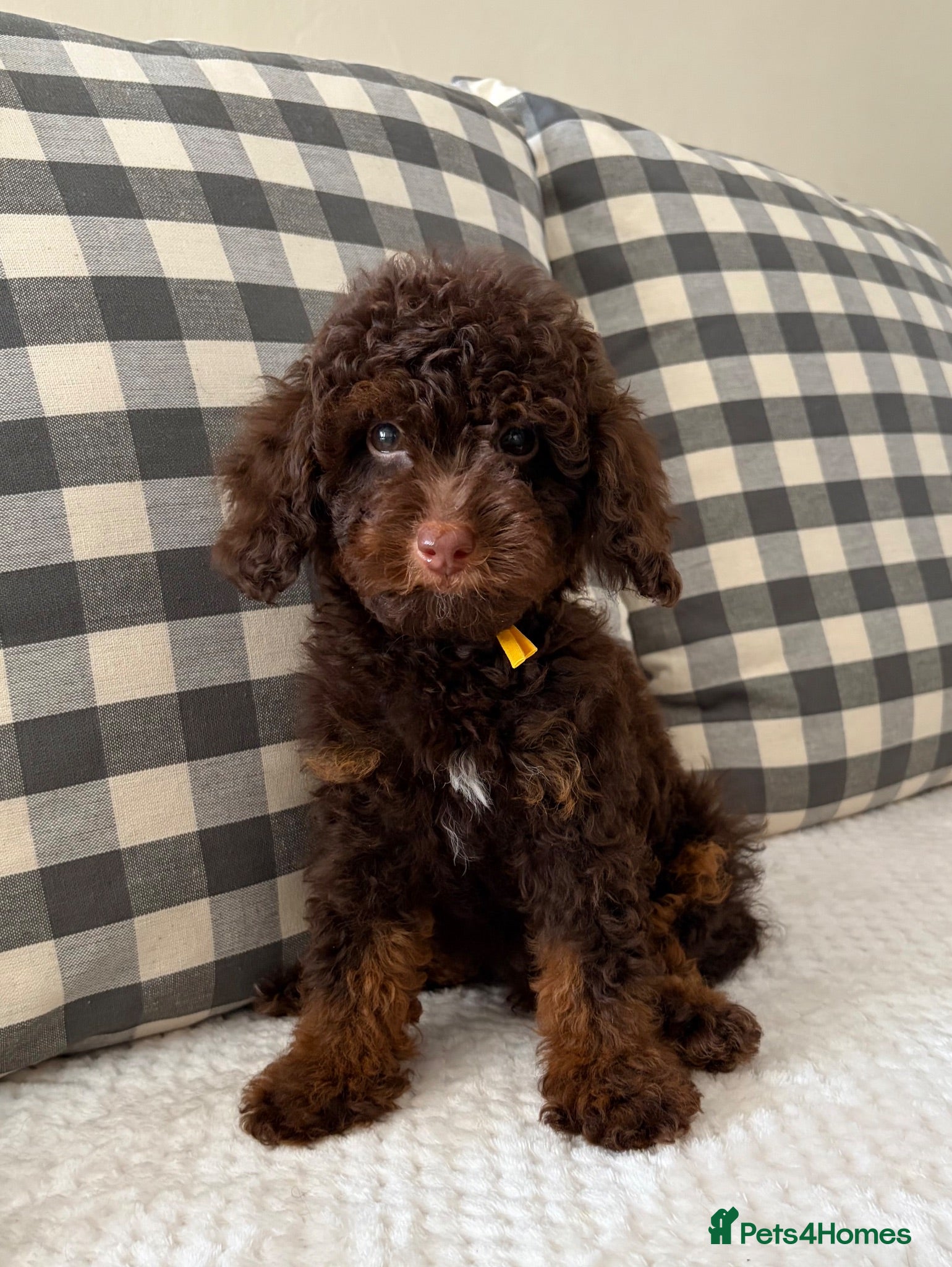 Toy Poodle dogs Health tested Toy poodle puppies  - Advert 1