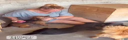 Mixed Breed dogs for adoption: Tiny Gordon 6-7 kg  AVAILABLE FOR ADOPTION  in Brixham - Advert 6