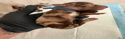 Miniature Dachshund dogs for sale: KC Miniature Dachshund Puppies | Champion Lines 🐾 - Advert 7