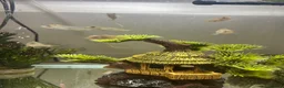Cichlids fish for sale: African cichlids - Advert 4