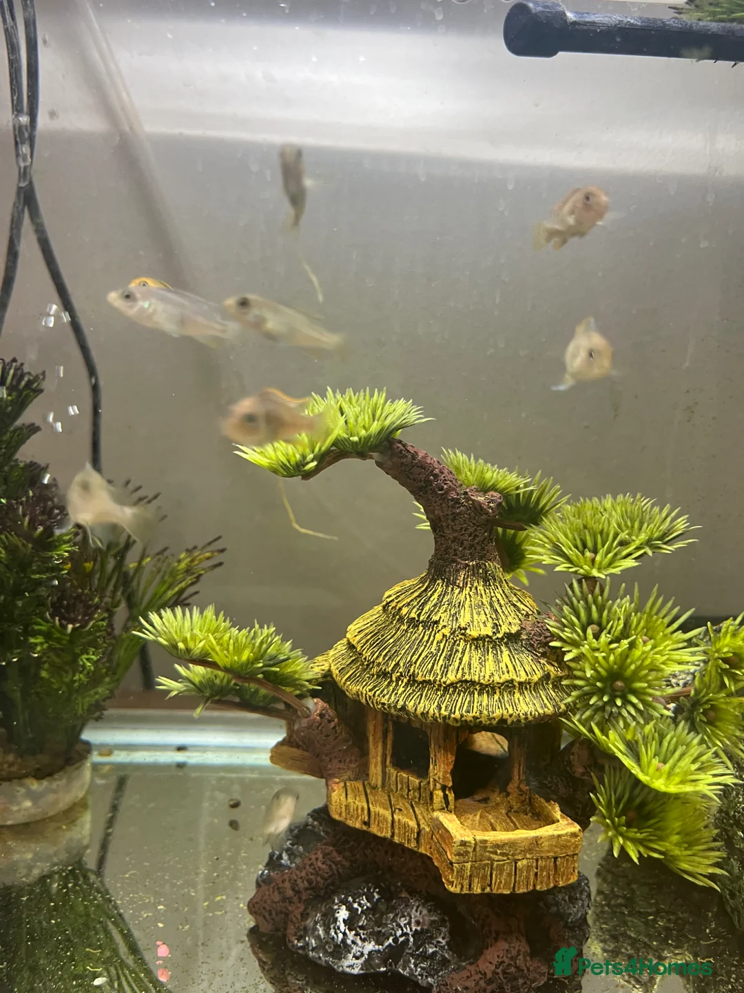 Cichlids fish for sale: African cichlids - Advert 4