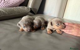 Mixed Breed dogs for sale: Jack Russel/miniature Datchound - Image 13