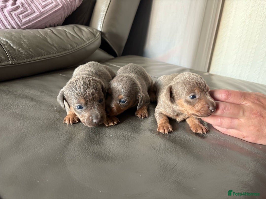 Mixed Breed dogs for sale: Jack Russel/miniature Datchound - Image 13
