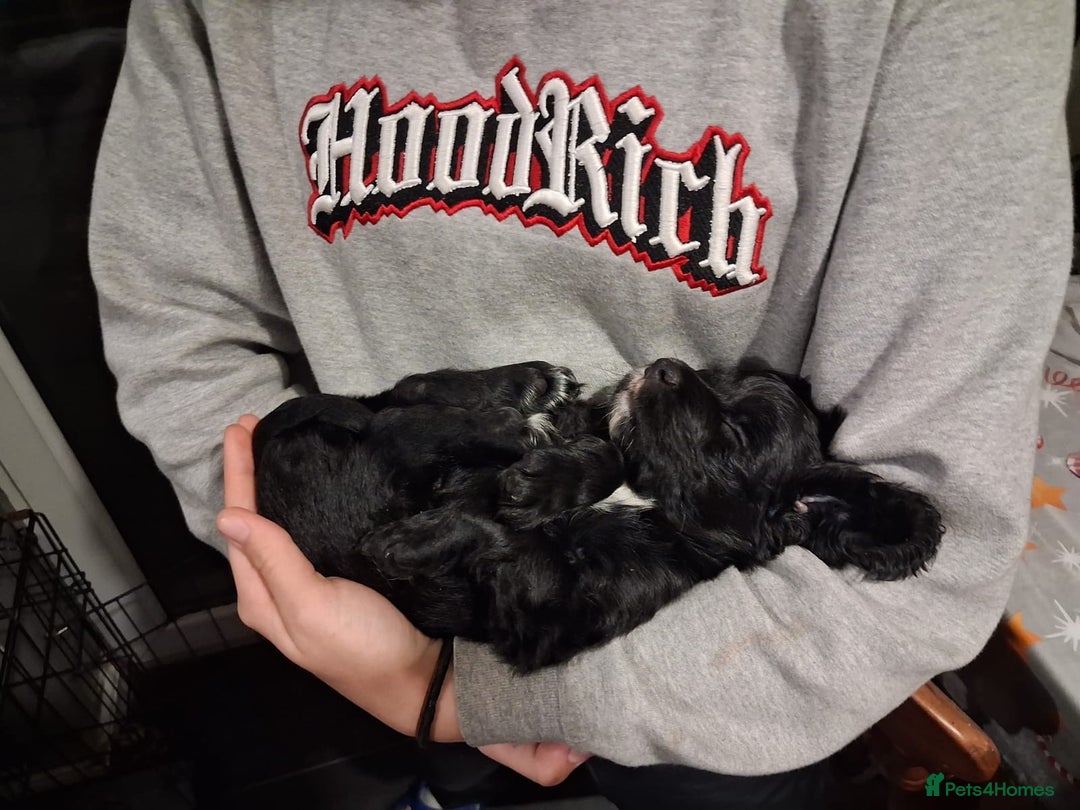 Cocker Spaniel dogs for sale: Cocker spaniel puppy for sale  - Advert 6