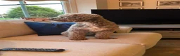 Jackapoo dogs for stud: Jackapoo for stud  - Advert 10