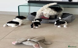 Fox Terrier dogs for sale: Stunning wire fox terrier puppies  - Image 14