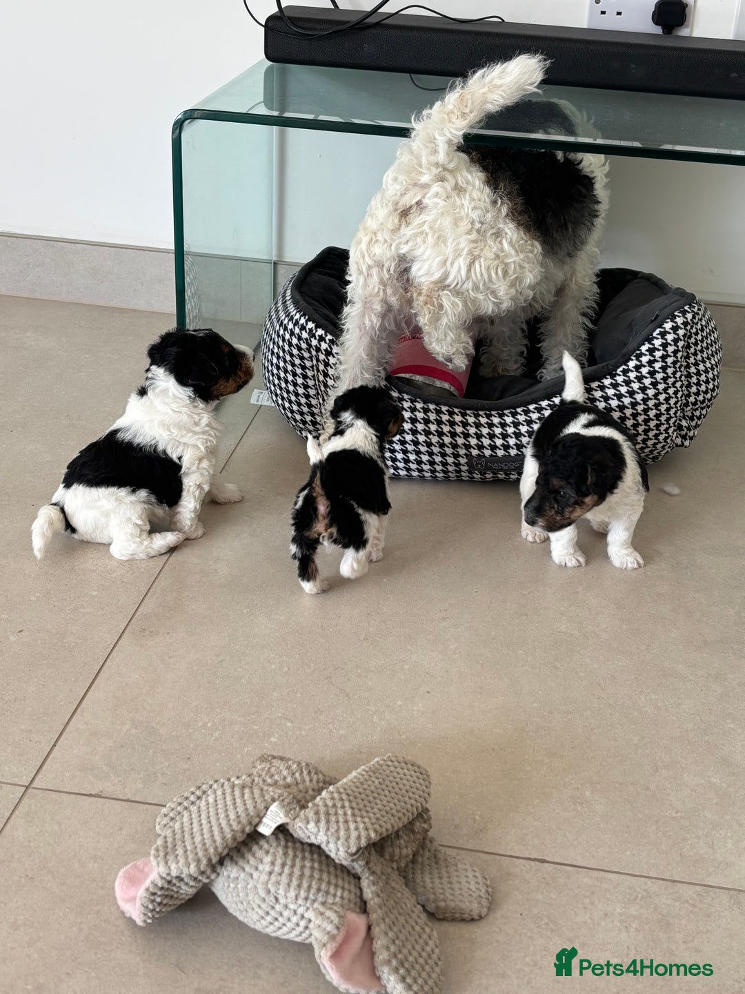 Fox Terrier dogs for sale: Stunning wire fox terrier puppies  - Image 14