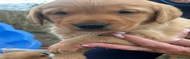 Goldador 4