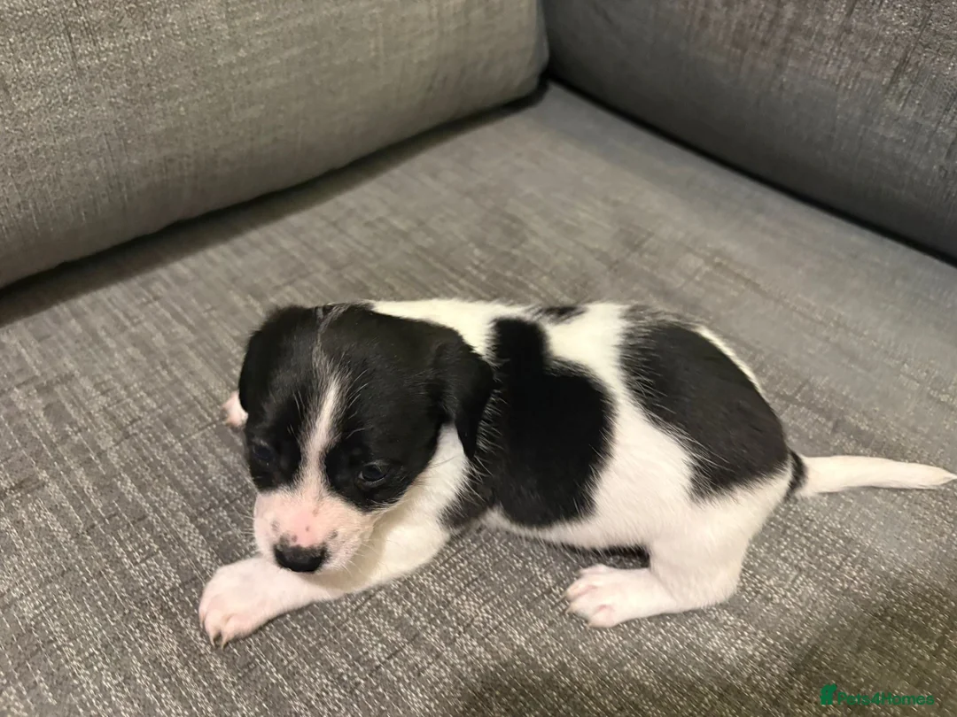Mixed Breed dogs for sale: Jack Russel terriers  - Advert 15