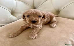 Cockapoo dogs for sale: 4⭐️Licensed Breeder Cockapoo Puppies - Image 7