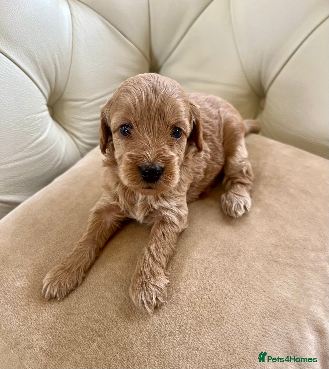 Cockapoo dogs for sale: 4⭐️Licensed Breeder Cockapoo Puppies - Image 7