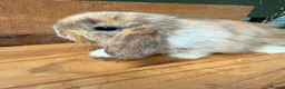 Mini Lop rabbits for sale: MINI LOP BUNNIES - PEDIGREE  in Ilminster - Advert 13