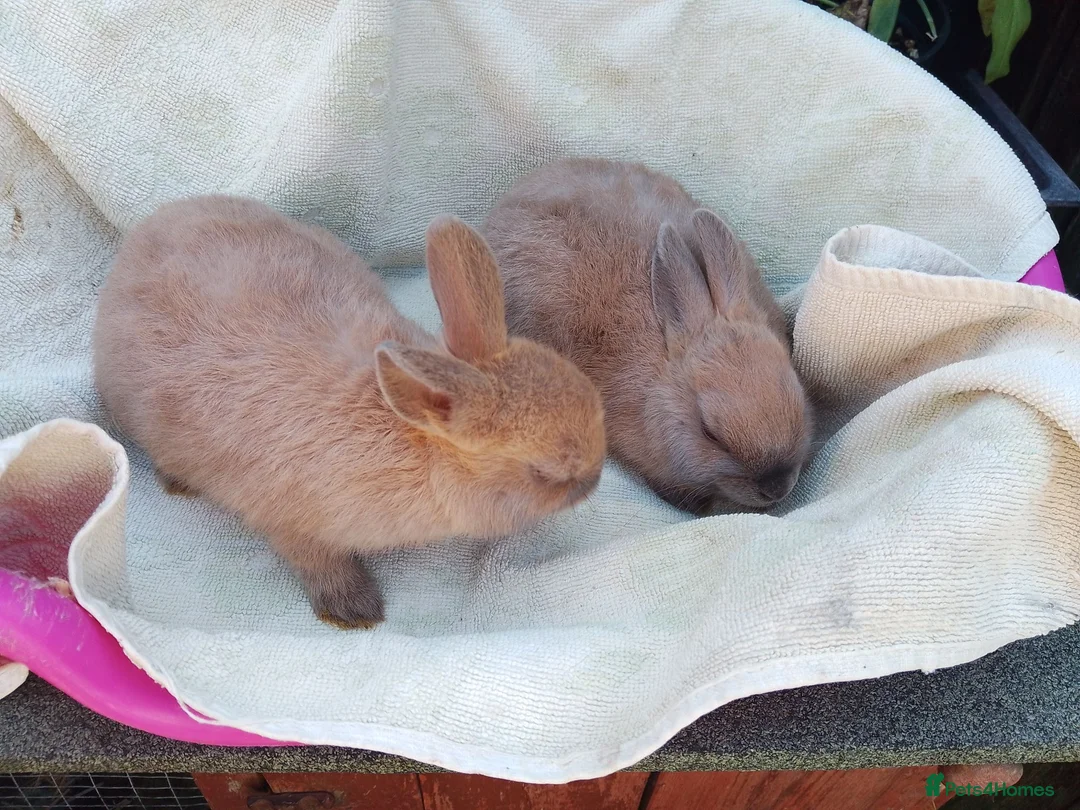 Netherland Dwarf rabbits for sale: Baby Male Netherland Dwarf Rabbits - Advert 2