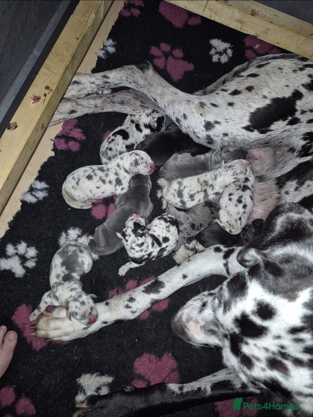 Great Dane dogs for sale: Pedigree Great Dane babies  - Advert 2