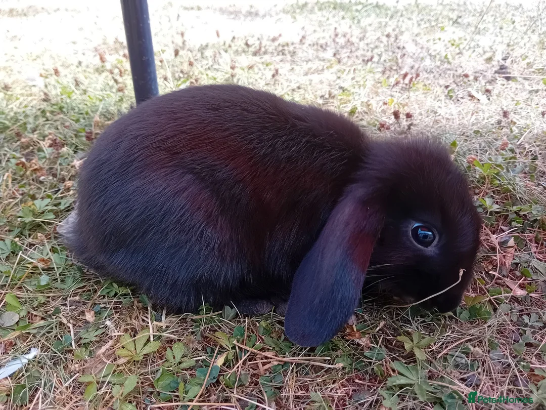 Mini Lop rabbits for sale: Baby rabbits  - Advert 5