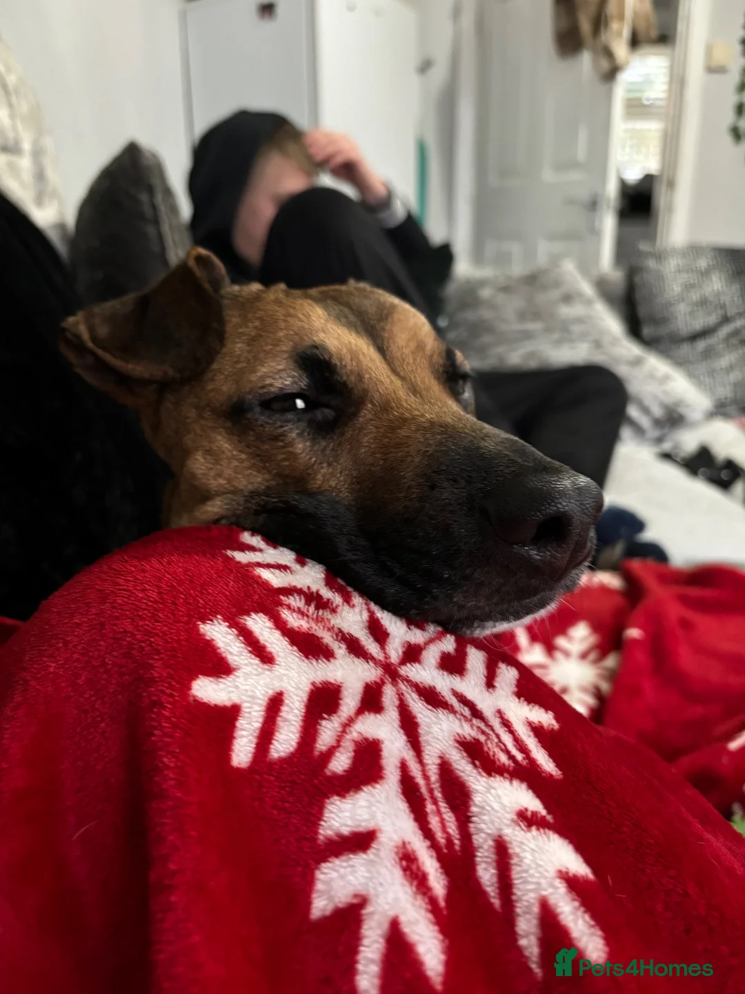 Mixed Breed dogs for sale: 3 year old Mixed breed Luna needs a new home in Crook - Advert 2