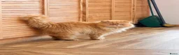 British Shorthair cats for sale: Gorgeous Pedigree BSH x Persian ready to go now - Advert 3