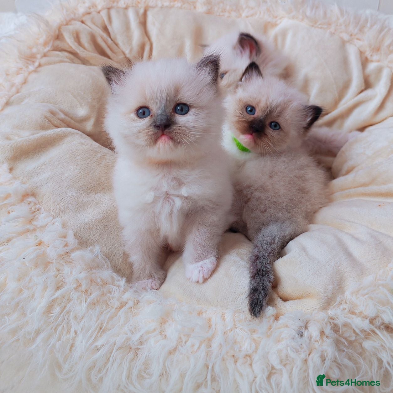 Ragdoll cats Raised with Love, looking for Forever homes - Advert 5