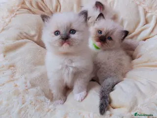Ragdoll cats Raised with Love, looking for Forever homes - Advert 5