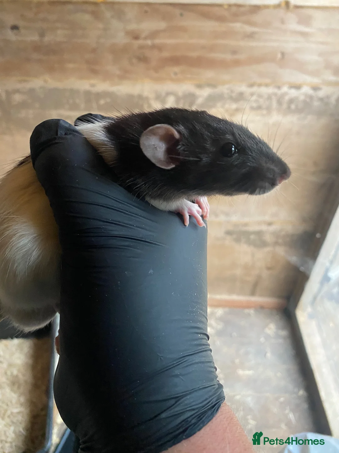 Rat rodents for sale: Trio of male rats  - Advert 2