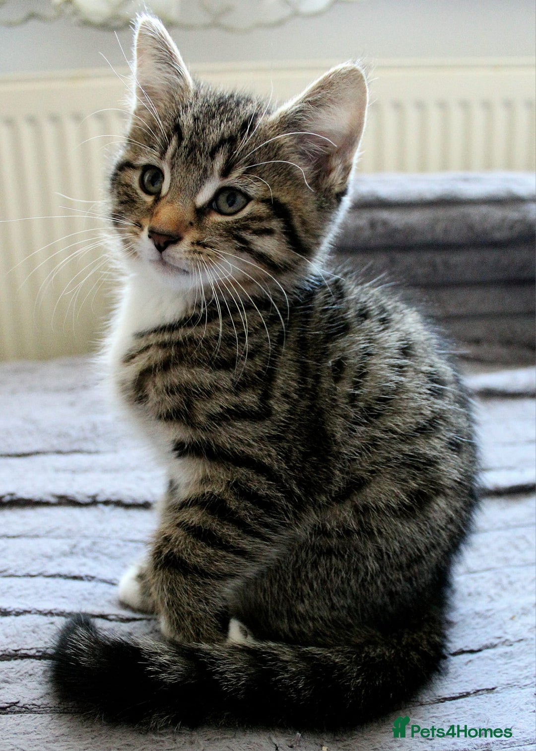 Mixed Breed cats for sale: ✨ Meet This Handsome Little Boy ✨ - Advert 4