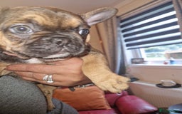 French Bulldog dogs for sale: French bulldogs  - Image 2
