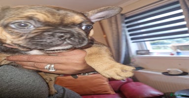 French Bulldog dogs - Advert 3