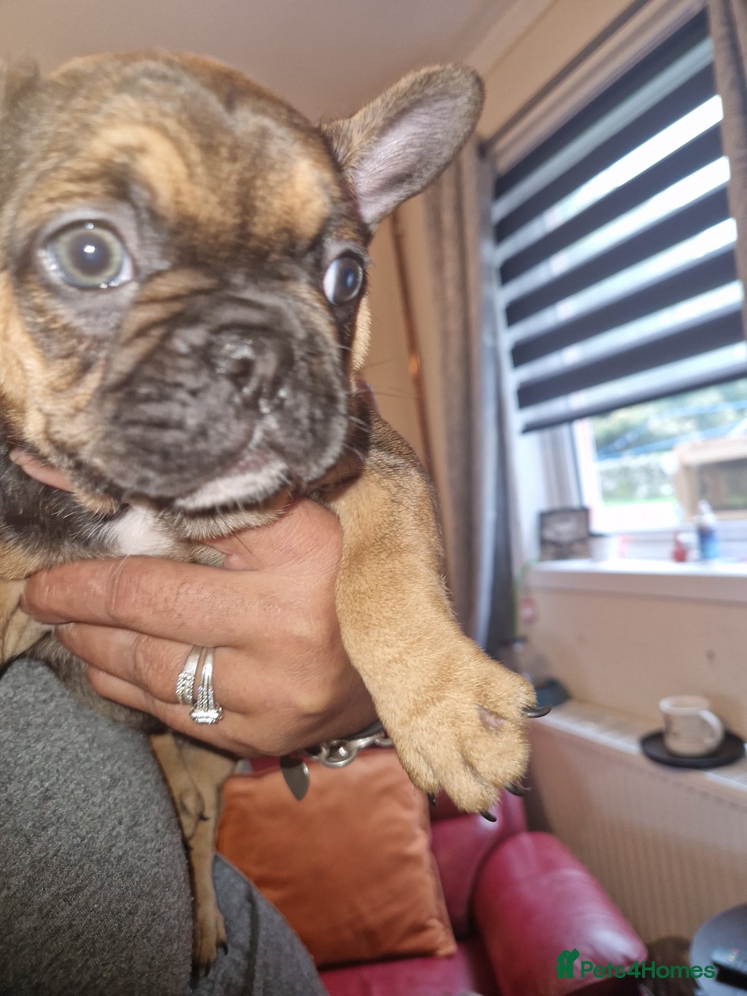 French Bulldog dogs for sale: French bulldogs  - Image 2
