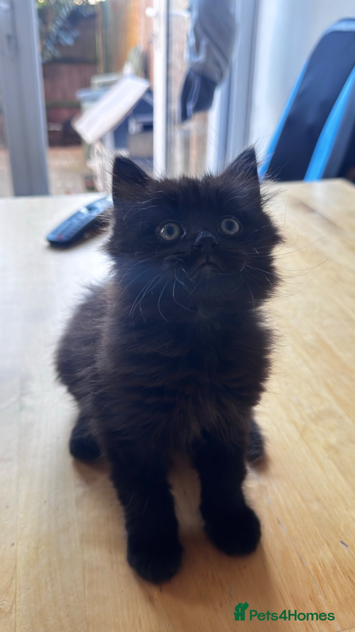 British Longhair cats Female kitten  - Advert 1