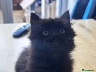 British Longhair cats Female kitten - Advert 1