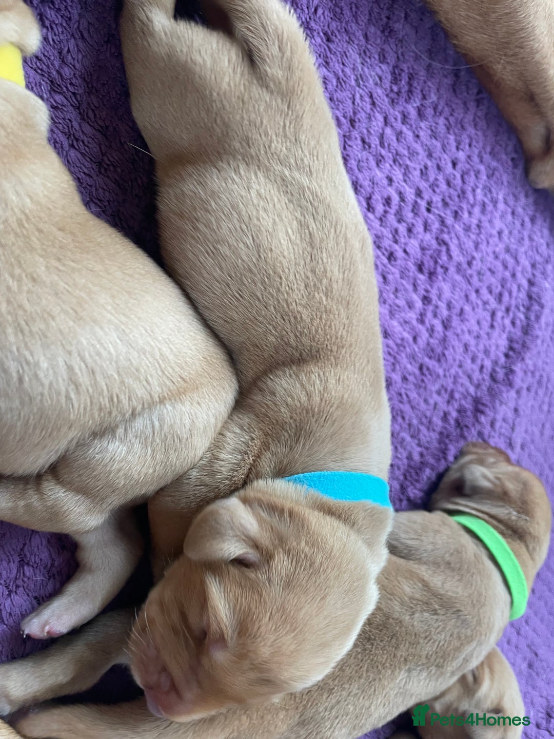 Labrador Retriever dogs for sale: Stunning Fox Red Labrador Puppies – Working lines - Image 21