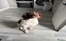 English Springer Spaniel dogs for sale: English springer spaniel  - Image 1