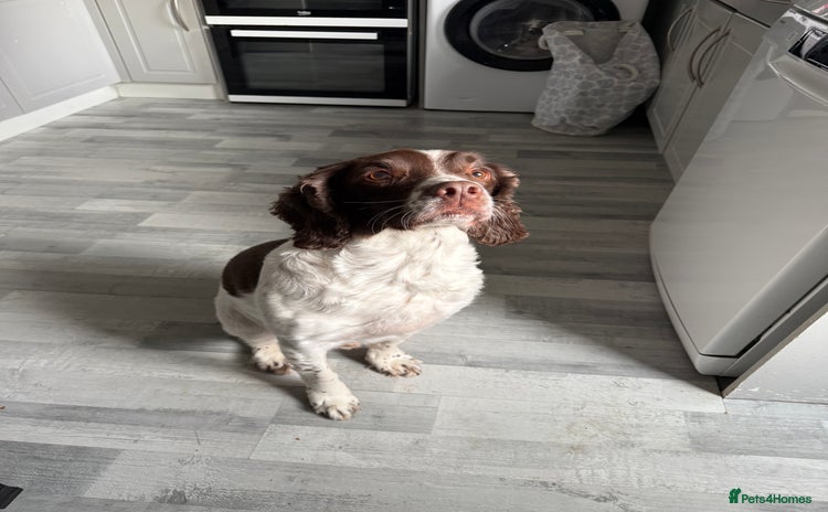 English Springer Spaniel dogs - Advert 1
