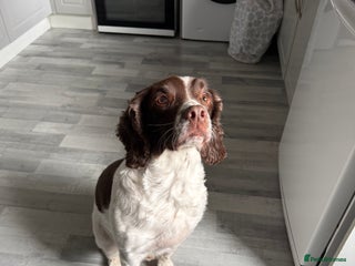 English Springer Spaniel dogs for sale - Advert 1