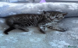 Bengal cats for sale: 4 tabby kittens ready from 20th September  - Image 6