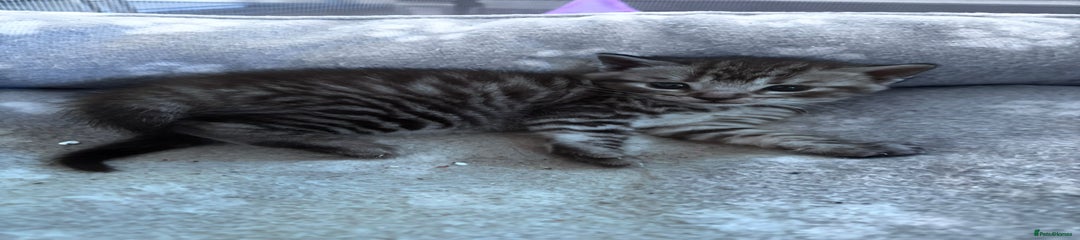 Bengal Kitten 4