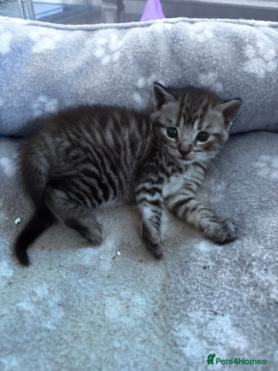 Bengal cats for sale: 4 tabby kittens ready from 20th September  - Image 6