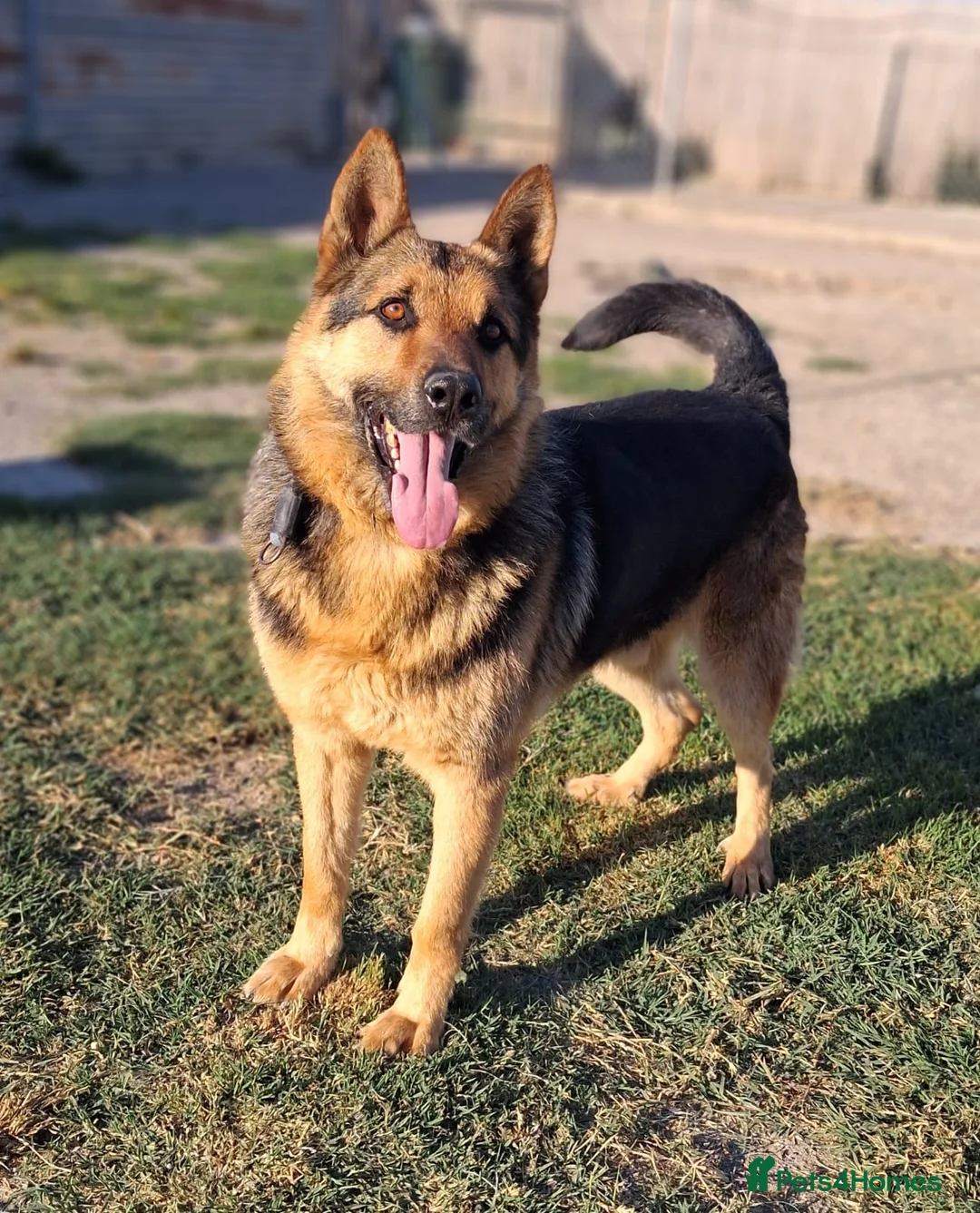 German Shepherd dogs for adoption: 🚨‼️URGENT‼️🚨 Bandit 💙🐾 - Advert 2
