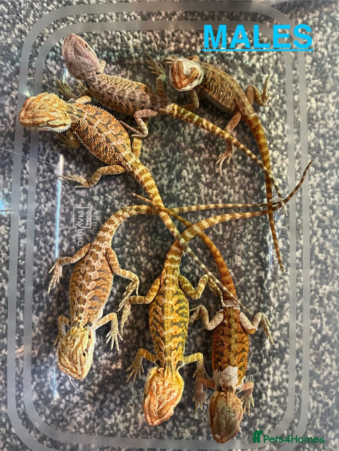 Bearded Dragon reptiles for sale: Baby Bearded Dragon - Image 1