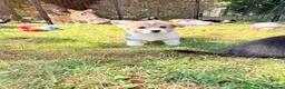 Welsh Corgi Pembroke dogs for sale: Welsh corgi (Pembroke) puppies - Advert 11
