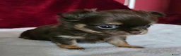 Chihuahua dogs for sale: KC reg Chocolate and tan chihuahua pups for sale - Advert 11