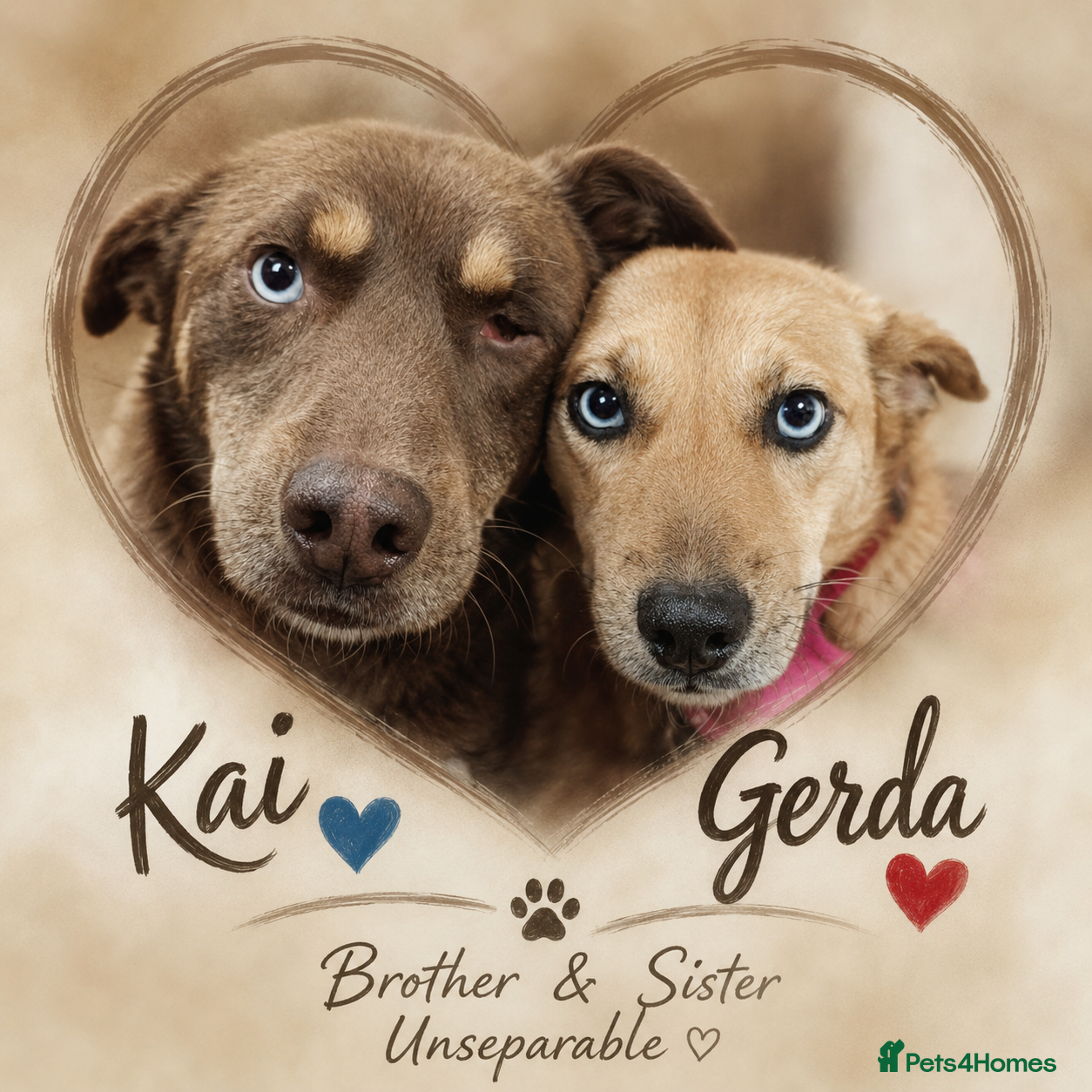 Mixed Breed dogs 💙🐶 KAI & ❤️🐶 GERDA– LIKE IN A FAIRY TALE - Advert 4