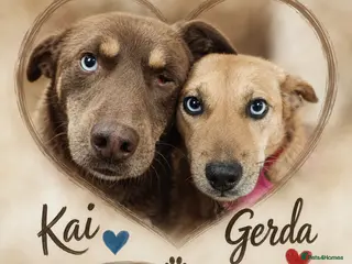 Mixed Breed dogs 💙🐶 KAI & ❤️🐶 GERDA– LIKE IN A FAIRY TALE - Advert 3