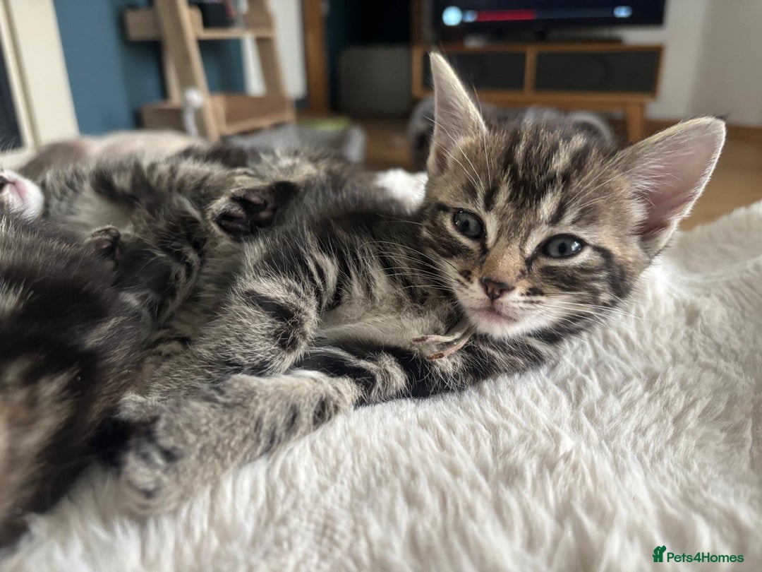 Ragcoon cats for sale: Beautiful Ragcoon Kittens - Image 11