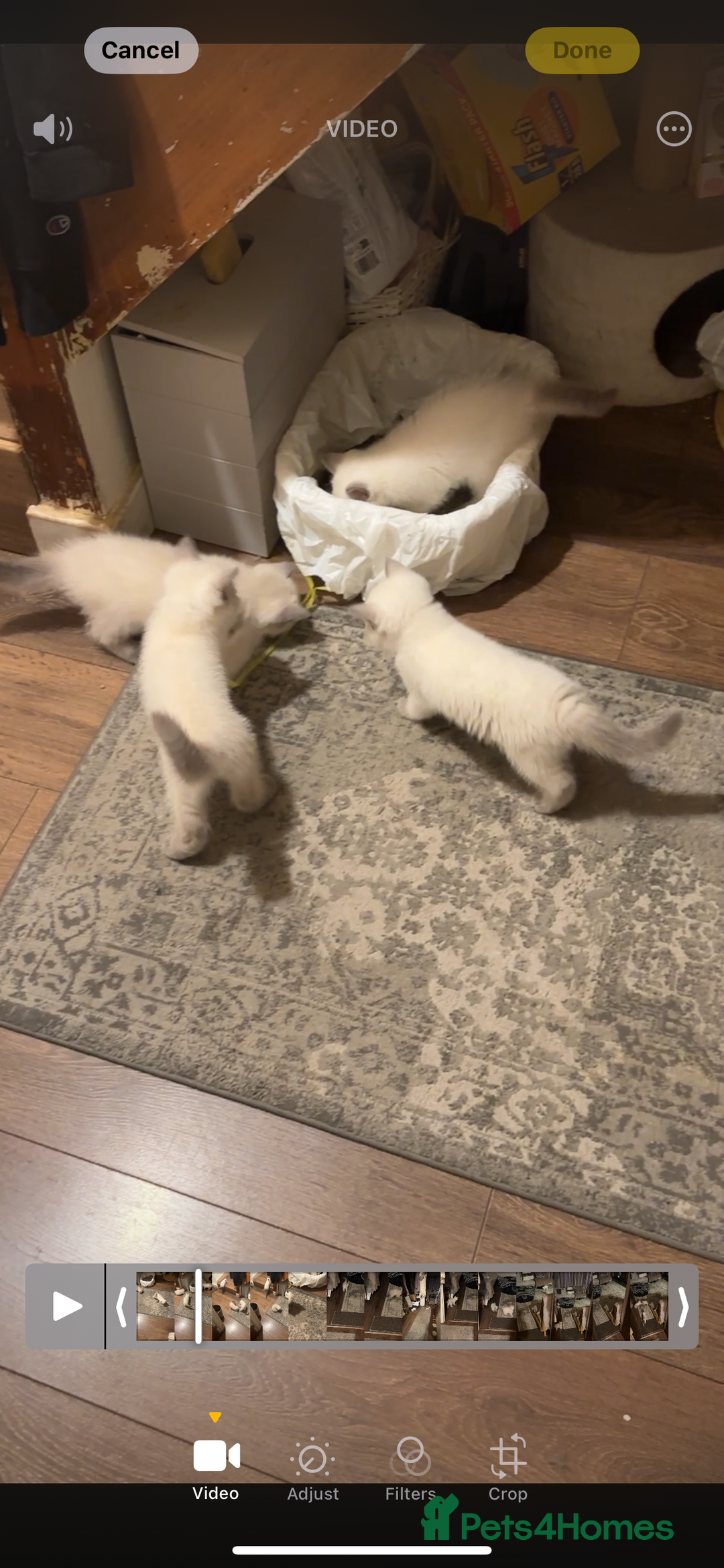 British Shorthair cats for sale: Colourpoint British Shorthair - Image 26